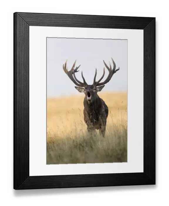 Framed Print : Red Deer -Cervus elaphus-, roaring stag, rut, Klampenborg, Copenhagen, Denmark Framed Print : Red Deer -Cervus elaphus-, roaring stag, rut, Klampenborg, Copenhagen, Denmark