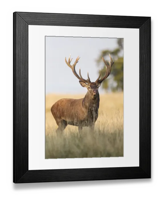 Framed Print : Red Deer -Cervus elaphus-, Klampenborg, Copenhagen, Denmark Framed Print : Red Deer -Cervus elaphus-, Klampenborg, Copenhagen, Denmark
