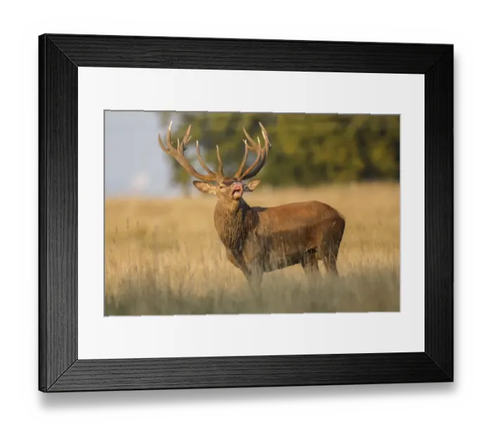 Framed Print : Red Deer -Cervus elaphus-, Klampenborg, Copenhagen, Denmark Framed Print : Red Deer -Cervus elaphus-, Klampenborg, Copenhagen, Denmark