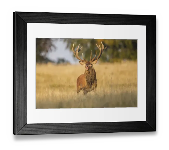 Framed Print : Red Deer -Cervus elaphus-, Klampenborg, Copenhagen, Denmark Framed Print : Red Deer -Cervus elaphus-, Klampenborg, Copenhagen, Denmark
