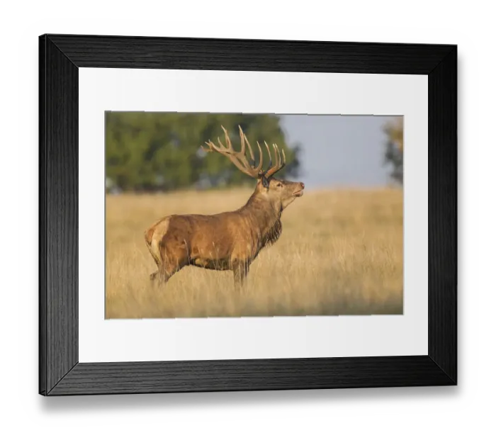 Framed Print : Red Deer -Cervus elaphus-, Klampenborg, Copenhagen, Denmark Framed Print : Red Deer -Cervus elaphus-, Klampenborg, Copenhagen, Denmark