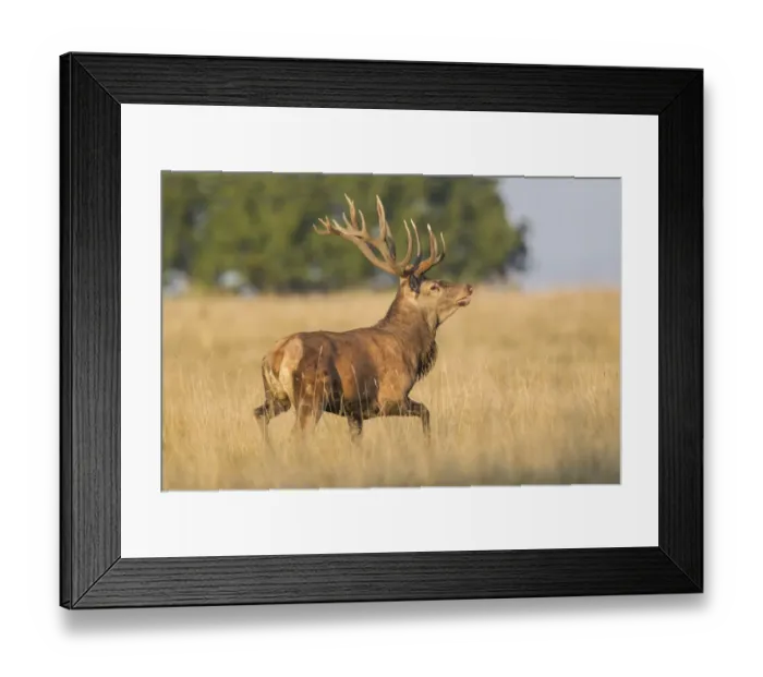 Framed Print : Red Deer -Cervus elaphus-, Klampenborg, Copenhagen, Denmark