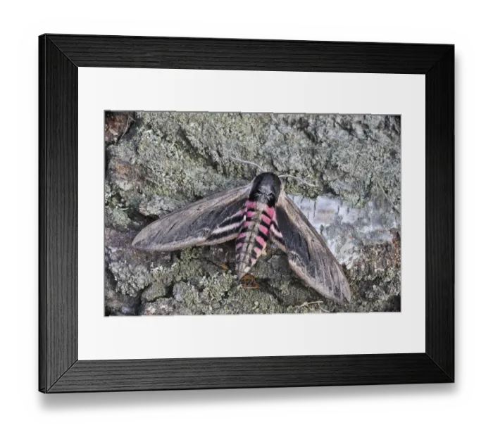Framed Print : Privet Hawk Moth -Sphinx ligustri-, Mala Fatra, Slovakia Framed Print : Privet Hawk Moth -Sphinx ligustri-, Mala Fatra, Slovakia