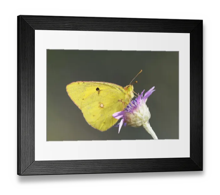 Framed Print : Pale Clouded Yellow -Colias hyale- on a flower, Bulgaria Framed Print : Pale Clouded Yellow -Colias hyale- on a flower, Bulgaria