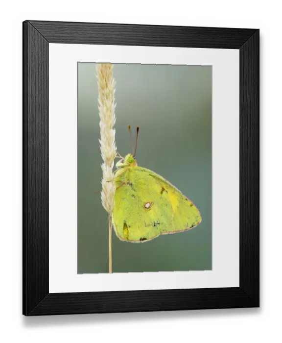 Framed Print : Pale Clouded Yellow -Colias hyale- on a grass seed head, Bulgaria Framed Print : Pale Clouded Yellow -Colias hyale- on a grass seed head, Bulgaria