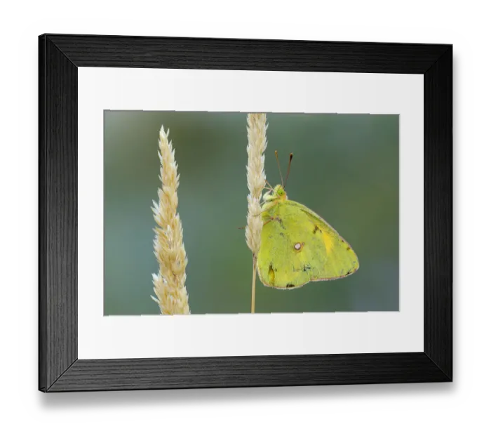 Framed Print : Pale Clouded Yellow -Colias hyale- on a grass seed head, Bulgaria Framed Print : Pale Clouded Yellow -Colias hyale- on a grass seed head, Bulgaria