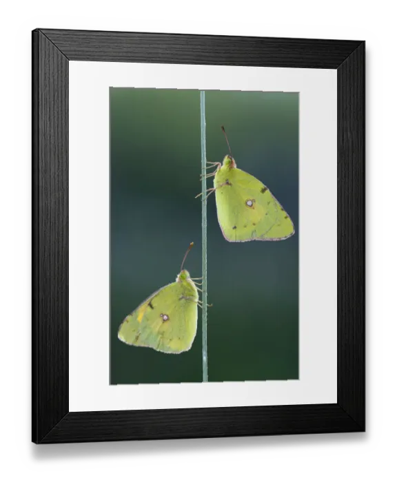 Framed Print : Two Pale Clouded Yellows on a blade of grass, Golden Eight -Colias hyale-, Bulgaria Framed Print : Two Pale Clouded Yellows on a blade of grass, Golden Eight -Colias hyale-, Bulgaria