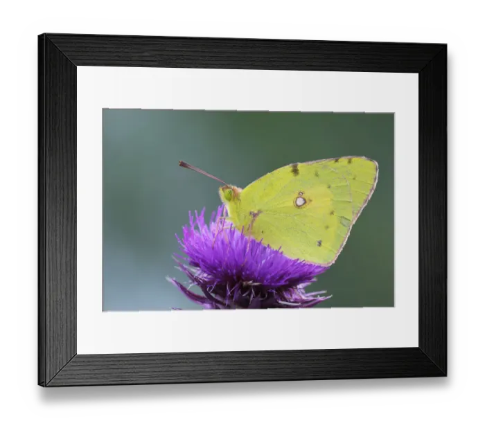 Framed Print : Pale Clouded Yellow -Colias hyale- on a flower, Bulgaria Framed Print : Pale Clouded Yellow -Colias hyale- on a flower, Bulgaria