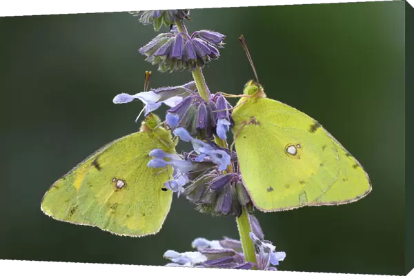 Two Pale Clouded Yellows -Colias hyale-, Bulgaria