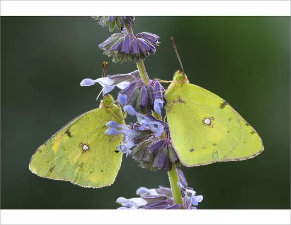 Two Pale Clouded Yellows -Colias hyale-, Bulgaria
