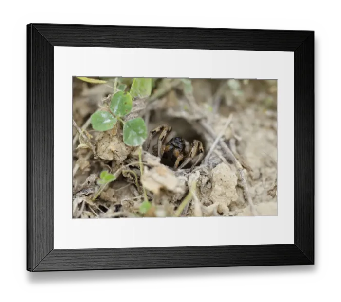 Framed Print : South Russian Tarantula -Lycosa singoriensis- looking out of its hole, Bulgaria Framed Print : South Russian Tarantula -Lycosa singoriensis- looking out of its hole, Bulgaria