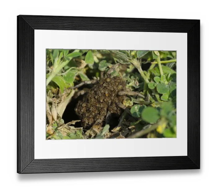 Framed Print : South Russian Tarantula -Lycosa singoriensis- carrying spiderlings on the back, Bulgaria Framed Print : South Russian Tarantula -Lycosa singoriensis- carrying spiderlings on the back, Bulgaria