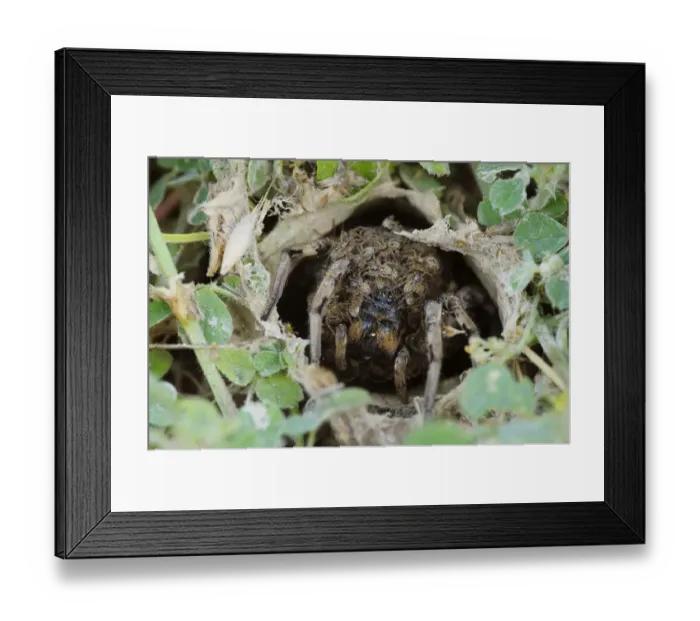 Framed Print : South Russian Tarantula -Lycosa singoriensis- looking out of its hole, spiderlings on the back, Bulgaria Framed Print : South Russian Tarantula -Lycosa singoriensis- looking out of its hole, spiderlings on the back, Bulgaria