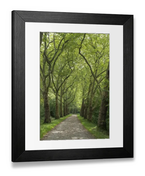 Framed Print : Avenue of Plane Trees -Platanus- near Konstanz, Baden-Wurttemberg, Germany Framed Print : Avenue of Plane Trees -Platanus- near Konstanz, Baden-Wurttemberg, Germany