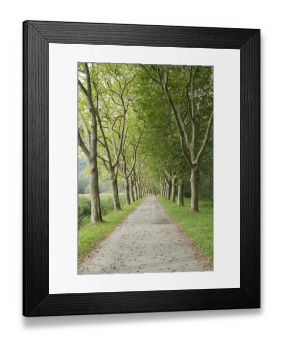 Framed Print : Avenue of Plane Trees -Platanus- near Konstanz, Baden-Wurttemberg, Germany Framed Print : Avenue of Plane Trees -Platanus- near Konstanz, Baden-Wurttemberg, Germany