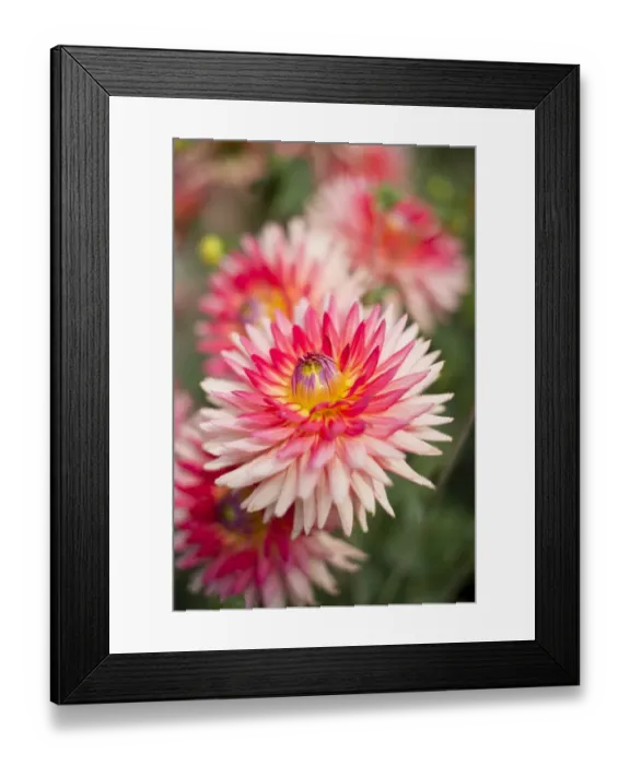 Framed Print : Semi-cactus Dahlia Uckermark -Dahlia-, Germany Framed Print : Semi-cactus Dahlia Uckermark -Dahlia-, Germany