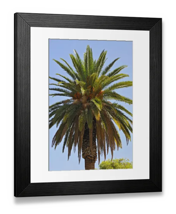 Framed Print : Date Palm -Phoenix-, Windhoek, Namibia Framed Print : Date Palm -Phoenix-, Windhoek, Namibia