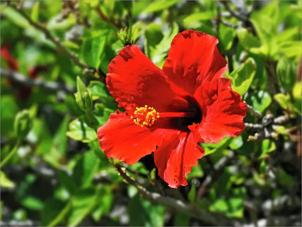 Red Hibiscus flower -Hibiscus-, Windhoek, Namibia