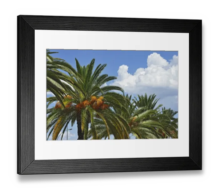 Framed Print : Date Palms -Phoenix-, Avenue, Windhoek, Namibia Framed Print : Date Palms -Phoenix-, Avenue, Windhoek, Namibia