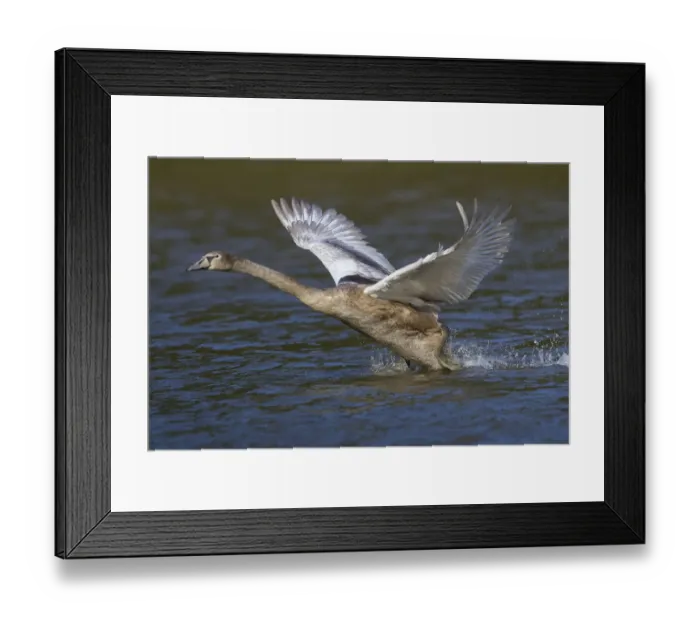 Framed Print : Young Mute Swan -Cygnus olor- taking off from water, North Hesse, Hesse, Germany Framed Print : Young Mute Swan -Cygnus olor- taking off from water, North Hesse, Hesse, Germany