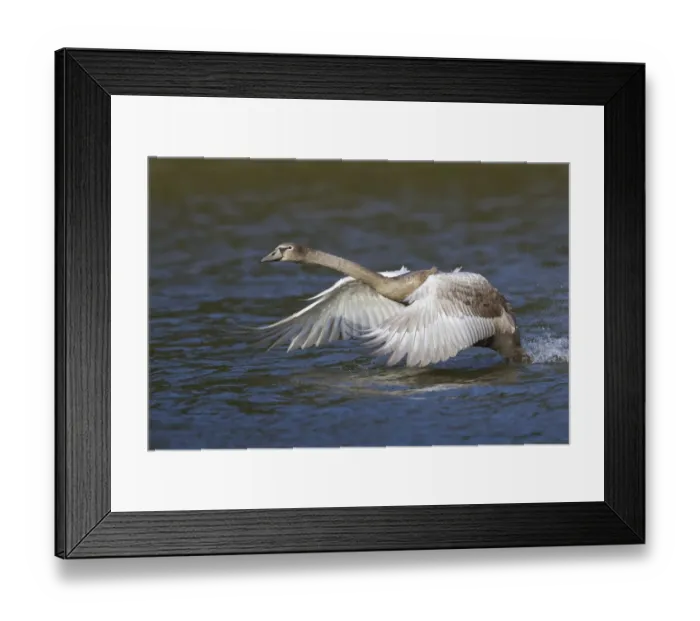 Framed Print : Young Mute Swan -Cygnus olor- taking off from water, North Hesse, Hesse, Germany Framed Print : Young Mute Swan -Cygnus olor- taking off from water, North Hesse, Hesse, Germany