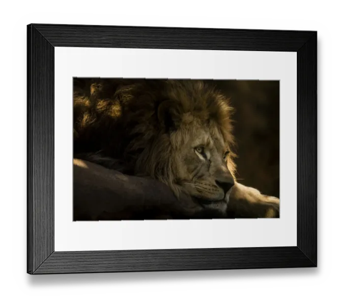 Framed Print : Lion -Panthera leo-, captive, Germany Framed Print : Lion -Panthera leo-, captive, Germany