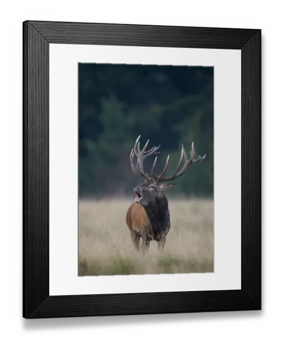Framed Print : Red Deer -Cervus elaphus-, deer rut, Copenhagen, Denmark Framed Print : Red Deer -Cervus elaphus-, deer rut, Copenhagen, Denmark