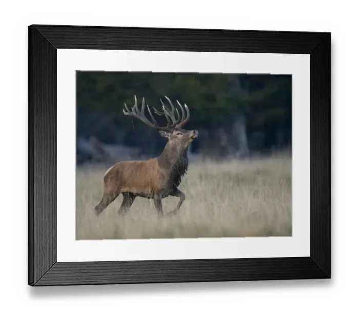 Framed Print : Red Deer -Cervus elaphus-, deer rut, Copenhagen, Denmark Framed Print : Red Deer -Cervus elaphus-, deer rut, Copenhagen, Denmark