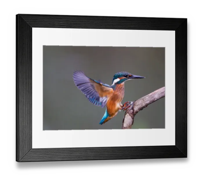 Framed Print : Kingfisher -Alcedo atthis- approaching perch, North Hesse, Hesse, Germany Framed Print : Kingfisher -Alcedo atthis- approaching perch, North Hesse, Hesse, Germany
