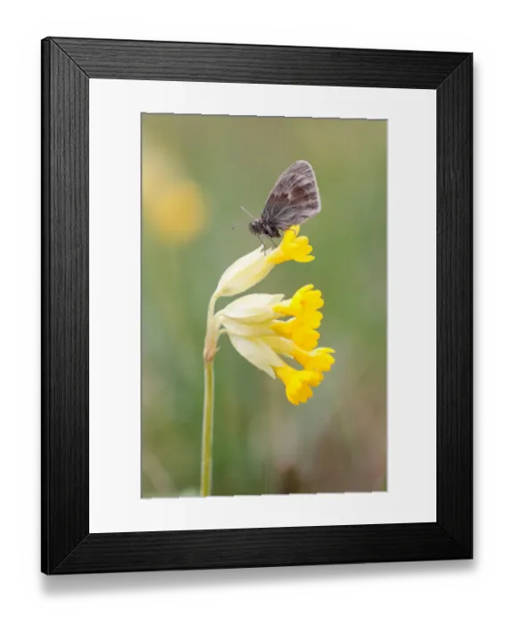 Framed Print : Small Heath Butterfly -Coenonympha pamphilus- on Cowslip -Primula veris-, North Hesse, Hesse, Germany Framed Print : Small Heath Butterfly -Coenonympha pamphilus- on Cowslip -Primula veris-, North Hesse, Hesse, Germany