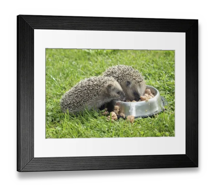 Framed Print : Hedgehog -Erinaceus europaeus-, young animals, 4 weeks, feeding from feeding bowl in the garden, Allgau, Bavaria, Germany Framed Print : Hedgehog -Erinaceus europaeus-, young animals, 4 weeks, feeding from feeding bowl in the garden, Allgau, Bavaria, Germany