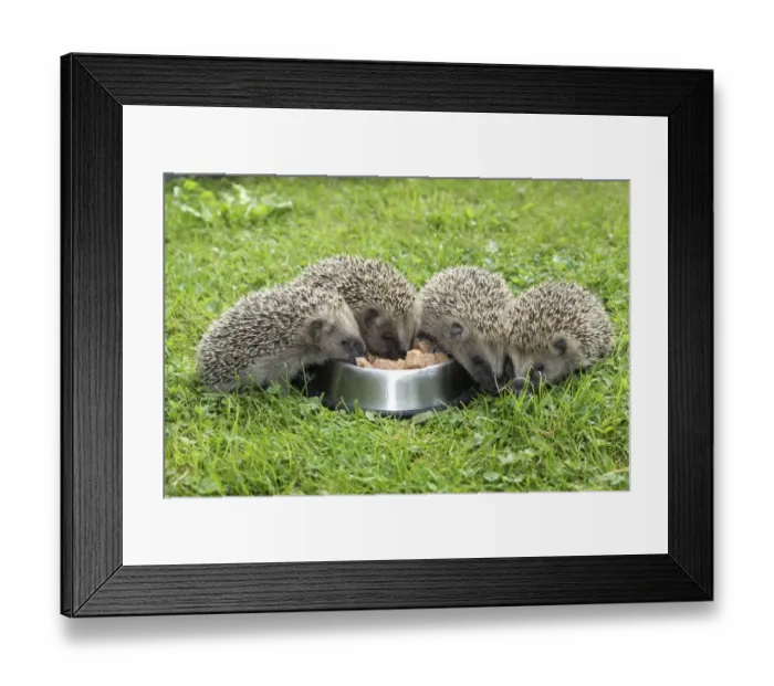 Framed Print : Hedgehog -Erinaceus europaeus-, young animals, 4 weeks, feeding from feeding bowl in the garden, Allgau, Bavaria, Germany