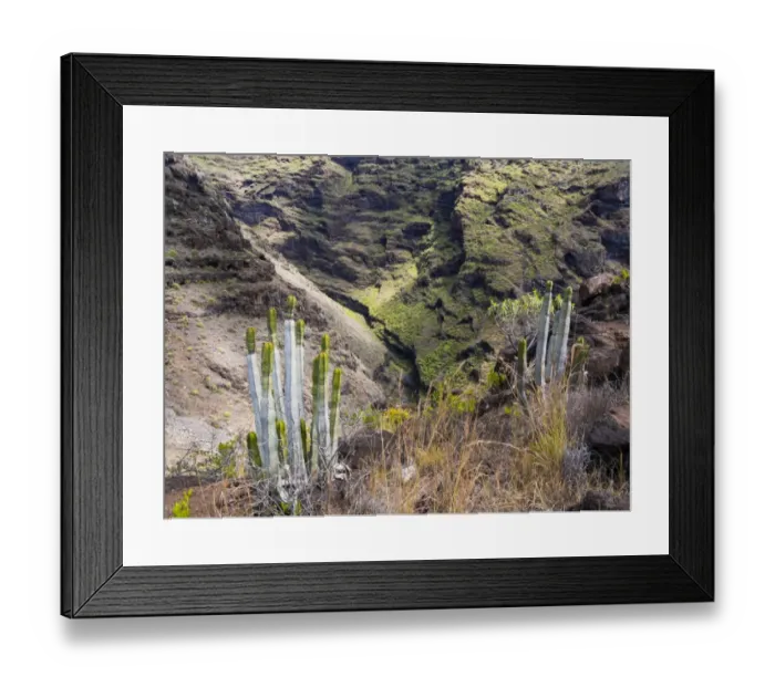 Framed Print : Canary Island Spurge -Euphorbia canariensis-, gorge on the Camino del Poris, route to Pirates Cove, Tijarafe, La Palma, Canary Islands, Spain Framed Print : Canary Island Spurge -Euphorbia canariensis-, gorge on the Camino del Poris, route to Pirates Cove, Tijarafe, La Palma, Canary Islands, Spain