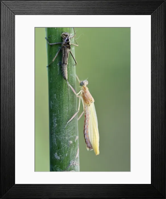 Framed Print : Empty larval case with newly hatched larva, Banded Demoiselle -Calopteryx splendens-, metamorphosis, hatching, Bulgaria Framed Print : Empty larval case with newly hatched larva, Banded Demoiselle -Calopteryx splendens-, metamorphosis, hatching, Bulgaria