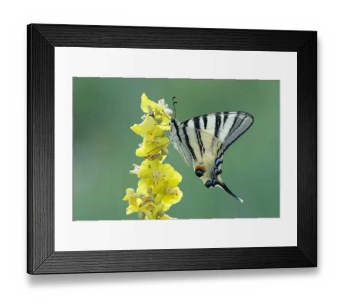 Framed Print : Scarce Swallowtail -Iphiclides podalirius- on mullein, Bulgaria