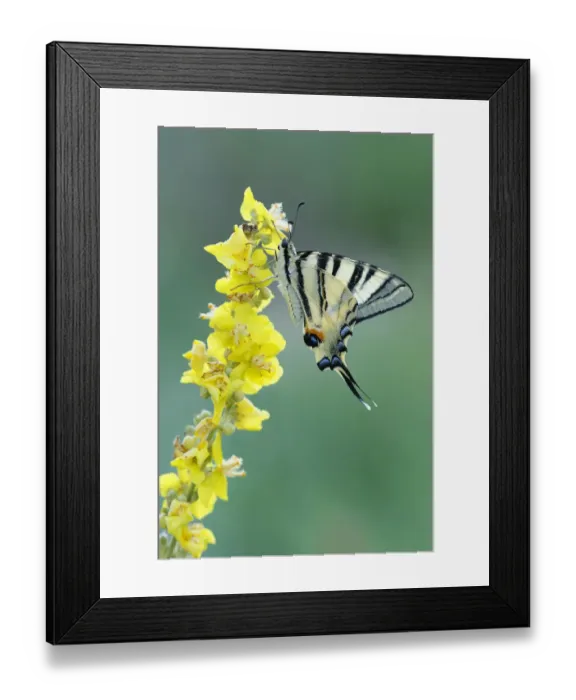 Framed Print : Scarce Swallowtail -Iphiclides podalirius- on mullein, Bulgaria Framed Print : Scarce Swallowtail -Iphiclides podalirius- on mullein, Bulgaria