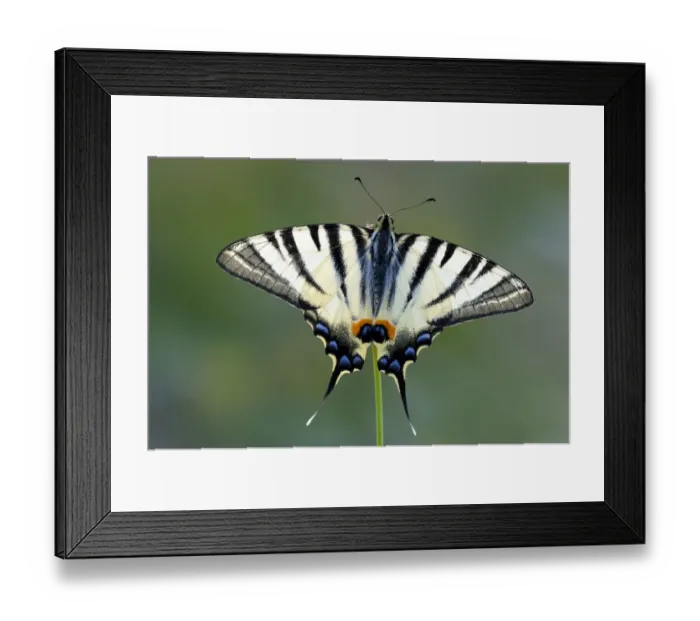 Framed Print : Scarce Swallowtail -Iphiclides podalirius-, upper side of the wings, Bulgaria Framed Print : Scarce Swallowtail -Iphiclides podalirius-, upper side of the wings, Bulgaria