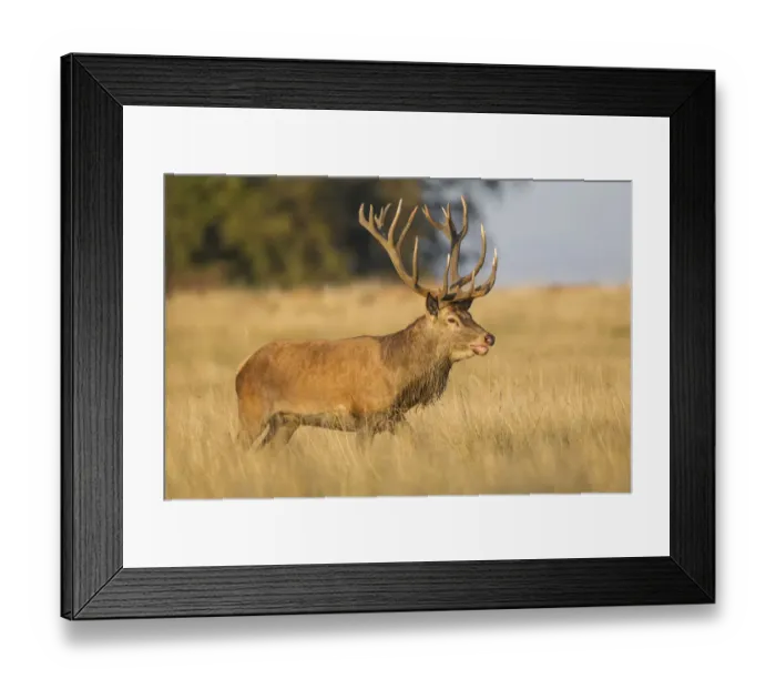 Framed Print : Red Deer -Cervus elaphus-, captive, Copenhagen, Denmark