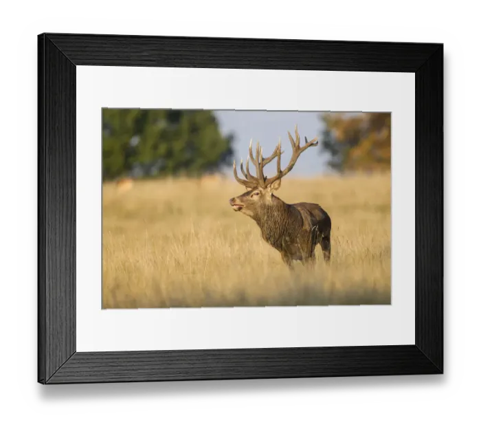 Framed Print : Red Deer -Cervus elaphus-, captive, Copenhagen, Denmark