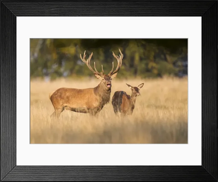 Framed Print : Red Deer -Cervus elaphus-, pair, captive, Copenhagen, Denmark