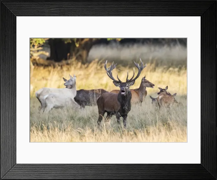 Framed Print : Red deer -Cervus elaphus-, in front a bugling stag in the rut, captive, Copenhagen, Denmark Framed Print : Red deer -Cervus elaphus-, in front a bugling stag in the rut, captive, Copenhagen, Denmark