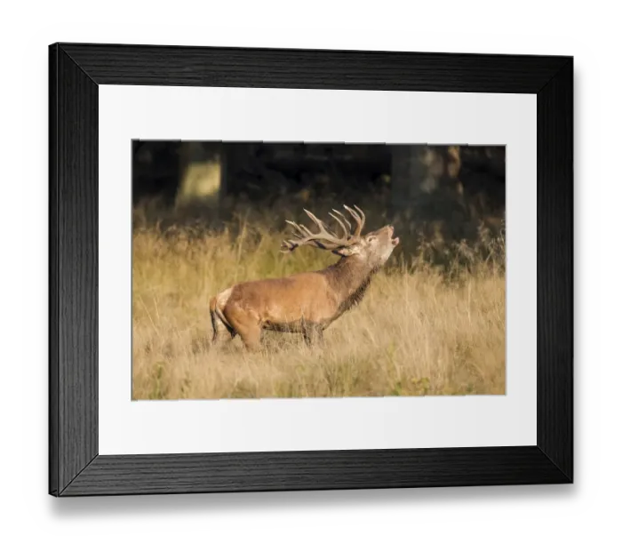 Framed Print : Red Deer -Cervus elaphus-, bugling stag in the rut, captive, Copenhagen, Denmark Framed Print : Red Deer -Cervus elaphus-, bugling stag in the rut, captive, Copenhagen, Denmark