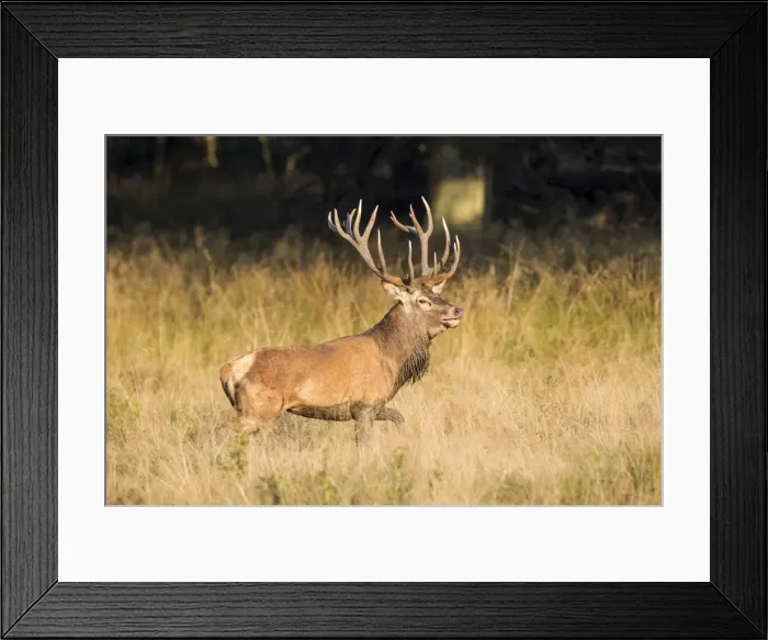Framed Print : Red Deer -Cervus elaphus-, captive, Copenhagen, Denmark