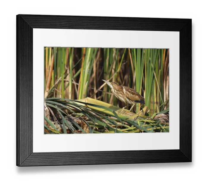 Framed Print : Little Bittern -Ixobrychus minutus-, young bird, Lake Kuhnau, Dessau-Rosslau, Saxony-Anhalt, Germany Framed Print : Little Bittern -Ixobrychus minutus-, young bird, Lake Kuhnau, Dessau-Rosslau, Saxony-Anhalt, Germany