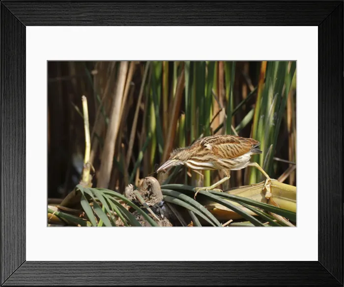 Framed Print : Little Bittern -Ixobrychus minutus-, young bird hunting for insects, Lake Kuhnau, Dessau-Rosslau, Saxony-Anhalt, Germany Framed Print : Little Bittern -Ixobrychus minutus-, young bird hunting for insects, Lake Kuhnau, Dessau-Rosslau, Saxony-Anhalt, Germany