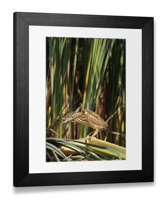 Framed Print : Little Bittern -Ixobrychus minutus-, young bird hunting for insects, Lake Kuhnau, Dessau-Rosslau, Saxony-Anhalt, Germany