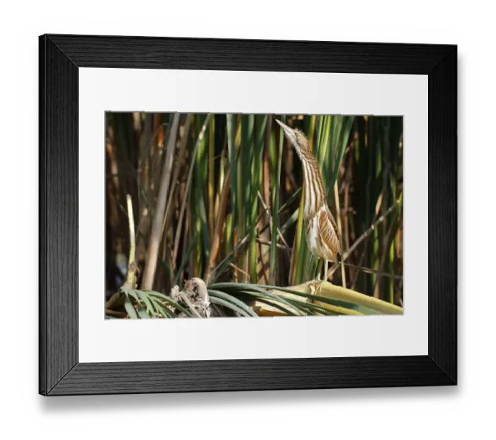 Framed Print : Little Bittern -Ixobrychus minutus-, young bird, Lake Kuhnau, Dessau-Rosslau, Saxony-Anhalt, Germany Framed Print : Little Bittern -Ixobrychus minutus-, young bird, Lake Kuhnau, Dessau-Rosslau, Saxony-Anhalt, Germany