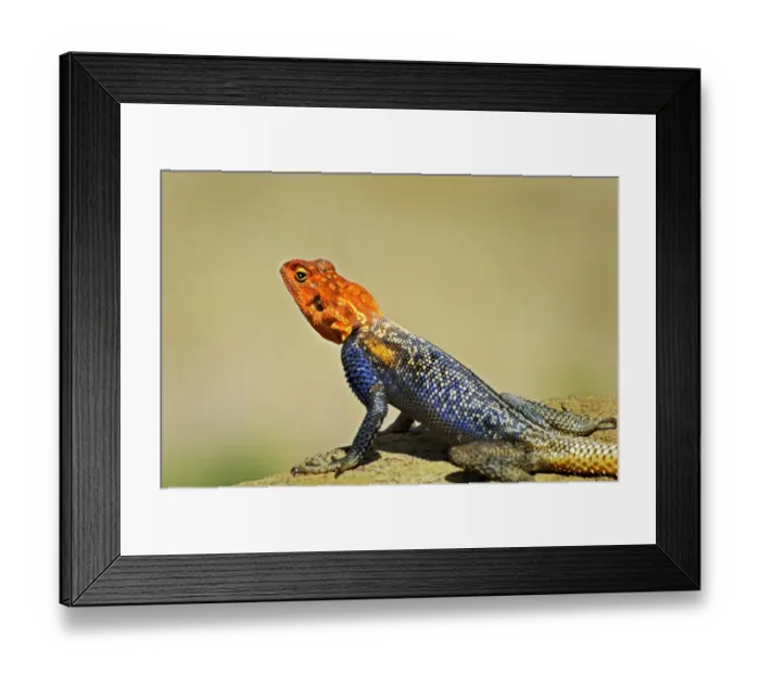 Framed Print : Namib Rock Agama -Agama planiceps-, Namibia Framed Print : Namib Rock Agama -Agama planiceps-, Namibia