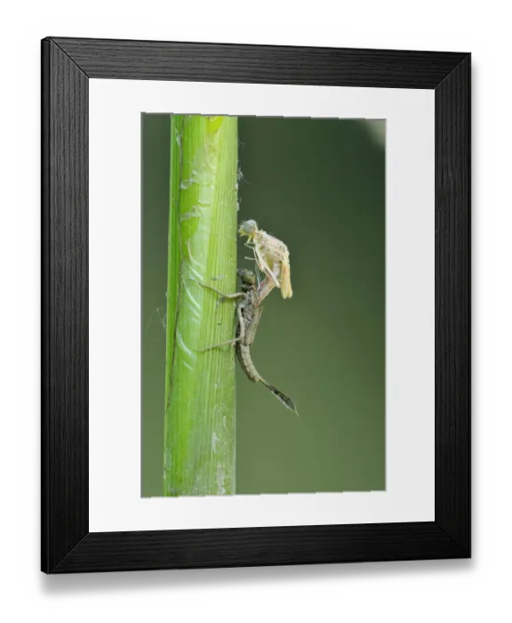 Framed Print : Banded Demoiselle -Calopteryx splendens-, metamorphosis, hatching, Bulgaria Framed Print : Banded Demoiselle -Calopteryx splendens-, metamorphosis, hatching, Bulgaria