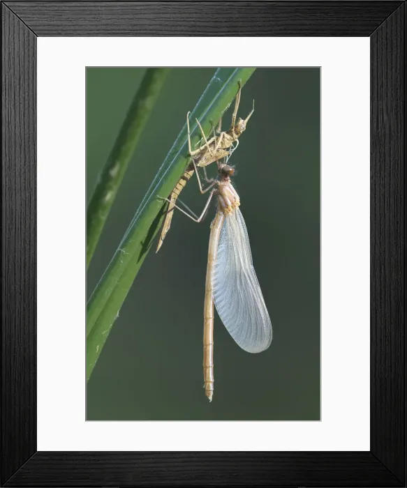 Framed Print : Banded Demoiselle -Calopteryx splendens-, metamorphosis, hatching, Bulgaria Framed Print : Banded Demoiselle -Calopteryx splendens-, metamorphosis, hatching, Bulgaria